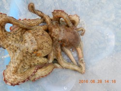 浜名湖シャローゲーム