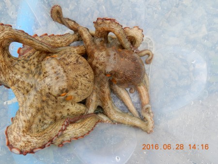 浜名湖シャローゲーム