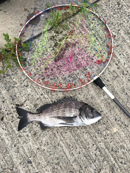 実働15分の釣り