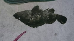 まだまだ行ける！？タケノコメバル