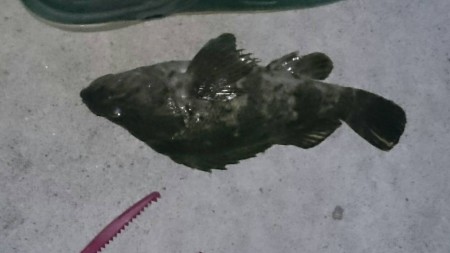 まだまだ行ける！？タケノコメバル