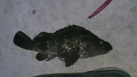 まだまだ行ける！？タケノコメバル