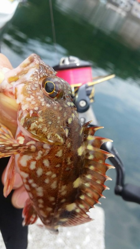 大雨後のタケノコ調査！