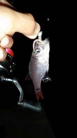 デイメバリング　