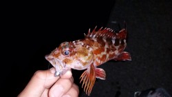 アジング激シブしかし…？