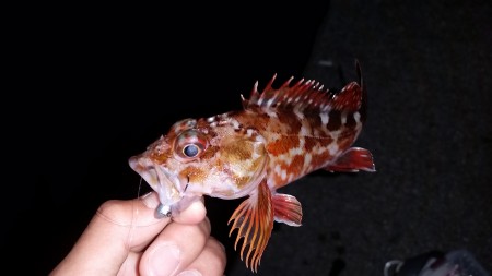 アジング激シブしかし…？