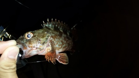 ロックフィッシュ！