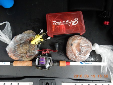 タコは釣れたが・・・・・