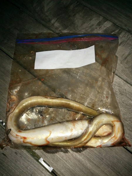 キス、アナゴ釣り