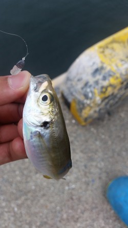 やっと釣れました！