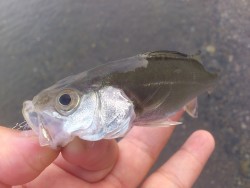 ライトSWゲーム