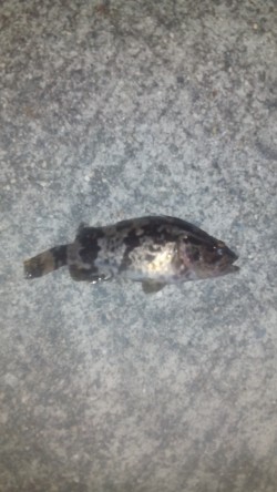 アジングからの根魚