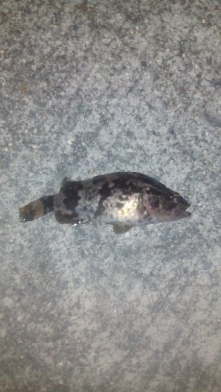 アジングからの根魚