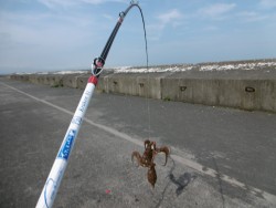 久しぶりの良型