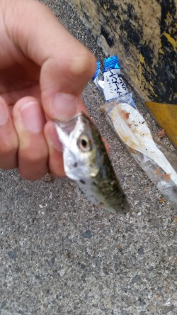 やっと釣れました！