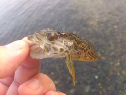 ライトSWゲーム