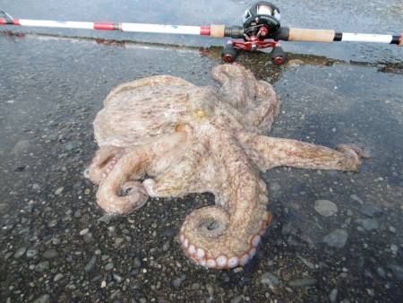 久しぶりの良型