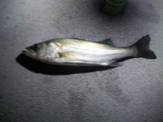 有明埠頭公園2014.10.10