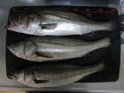 有明埠頭公園2014.10.10