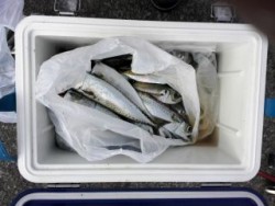 勝浦湾　アジング