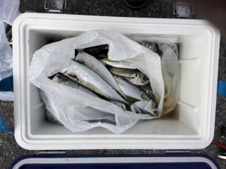 勝浦湾　アジング