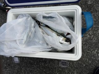 勝浦湾　アジング