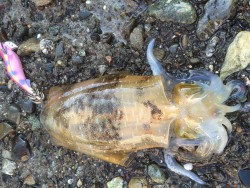 今季初のアオリ