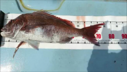 第一あさかぜ 投稿