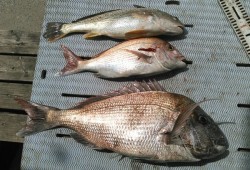 明石 ジギング 鯛カブラ 船 リタックル