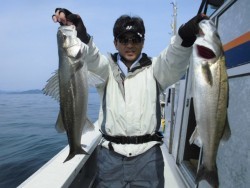 スーパーコーリン丸 投稿 ジギング　ハマチ高活性