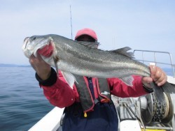 スーパーコーリン丸 投稿 ジギング　ハマチ高活性