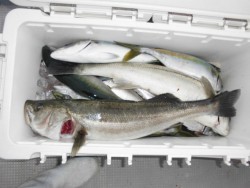 スーパーコーリン丸 投稿 ジギング　ハマチ高活性