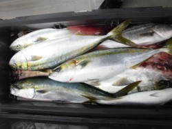 スーパーコーリン丸 投稿ジギング　ブリ、メジロ好調！！