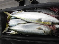 スーパーコーリン丸 投稿ジギング　ブリ、メジロ好調！！