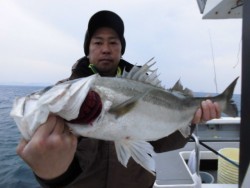 スーパーコーリン丸 投稿ジギング　ブリ、メジロ好調！！