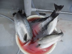 スーパーコーリン丸 投稿ジギング　ブリ、メジロ好調！！