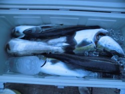 スーパーコーリン丸 投稿ジギング　ブリ、メジロ好調！！