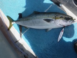 スーパーコーリン丸 投稿ジギングでメジロ