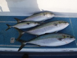 スーパーコーリン丸 投稿ジギングでメジロ