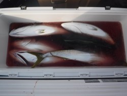 スーパーコーリン丸 投稿ジギングブリ、メジロ爆釣