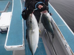 スーパーコーリン丸 投稿ジギング、ブリ、メジロ好調！！