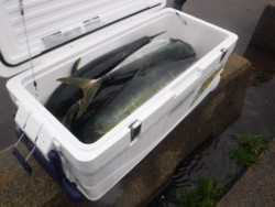 スーパーコーリン丸 投稿ジギング、ブリ、メジロ好調！！