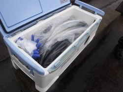 スーパーコーリン丸 投稿ジギング、ブリ、メジロ好調！！