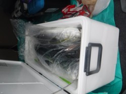 スーパーコーリン丸 投稿ジギング、ブリ、メジロ好調！！