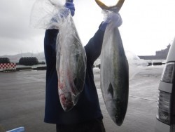 スーパーコーリン丸 投稿ジギング、ブリ、メジロ好調！！
