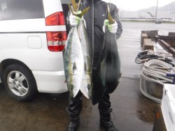 スーパーコーリン丸 投稿ジギング、ブリ、メジロ好調！！