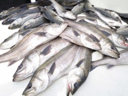 Chase（チェイス） 投稿