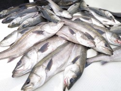 Chase（チェイス） 投稿