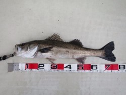 Chase（チェイス） 投稿