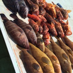 ポツポツと根魚